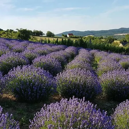 Dom wakacyjny Panorama House Tihany